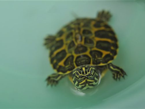 阿拉巴马红肚龟身份信息