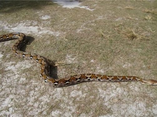 网纹蟒身份信息