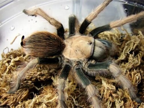 墨西哥金背身份信息