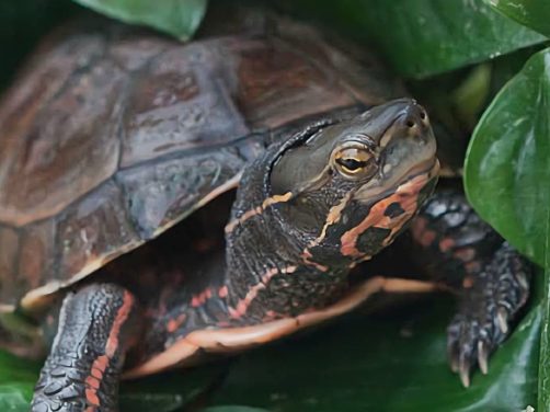 云南闭壳龟身份信息