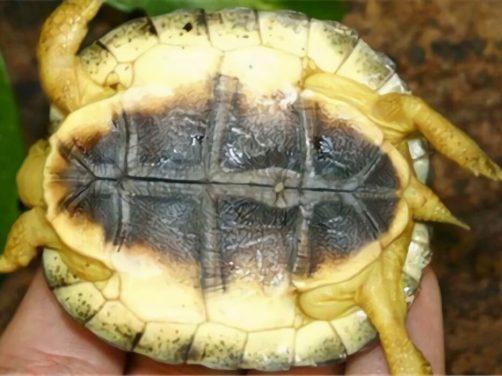 犁沟木纹龟身份信息