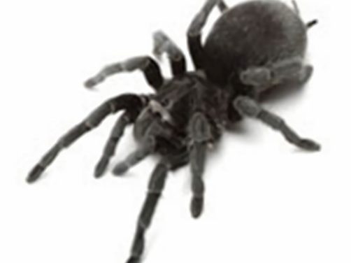 巴西黑身份信息