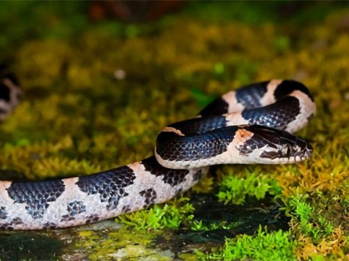 粉链蛇身份信息