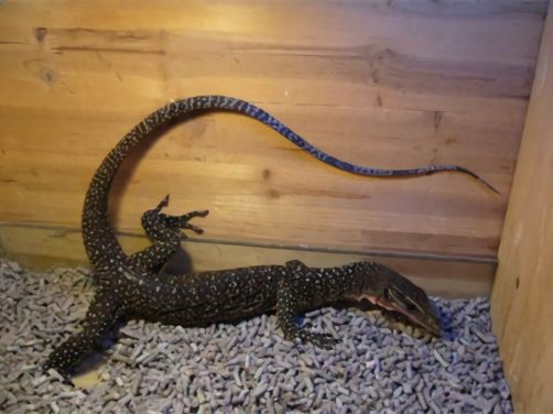 刺尾巨蜥身份信息