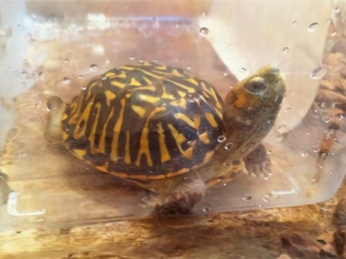 北部锦箱龟身份信息