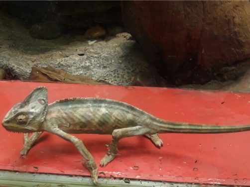 四线石龙子身份信息