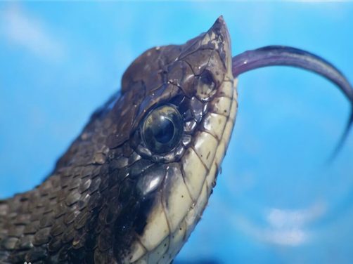 猪鼻蛇身份信息