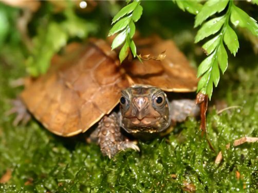 枫叶龟身份信息