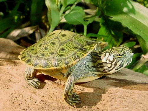 佛州甜甜圈龟身份信息