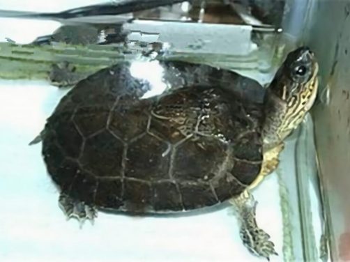 黑木纹龟身份信息