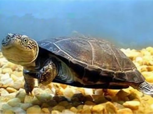 东非侧颈龟身份信息