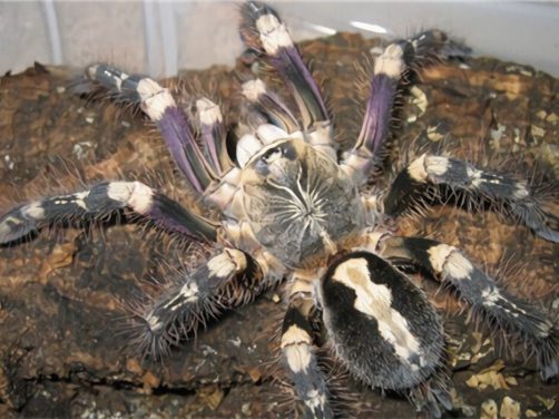 象牙华丽雨林身份信息