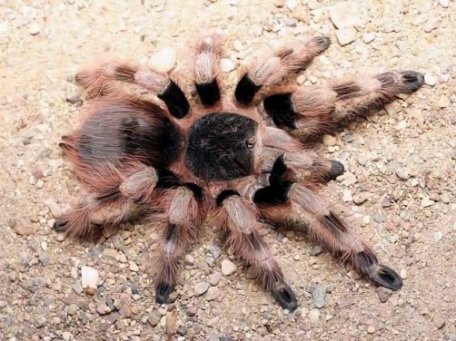 巴西黑白脚身份信息