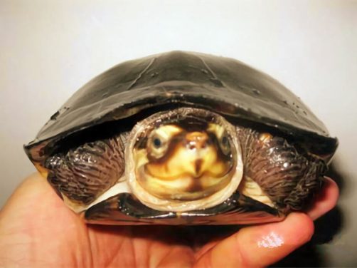 粗颈龟身份信息