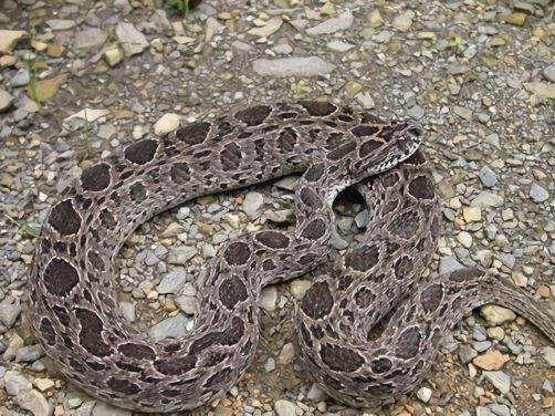 白眉蝮身份信息