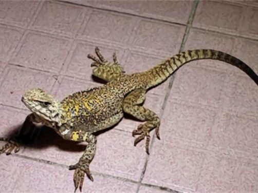 新疆岩蜥身份信息