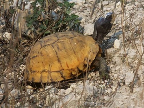 卡罗莱纳箱龟身份信息