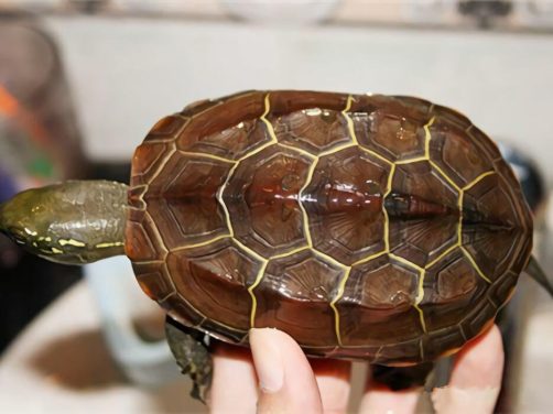 中华草龟身份信息