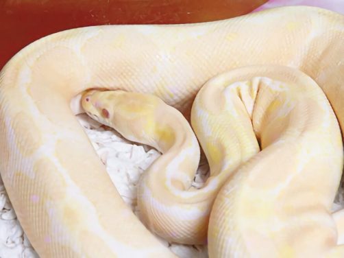 白化球蟒身份信息