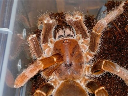 铁锈红巴布身份信息