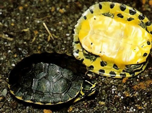 黄肚红耳龟身份信息