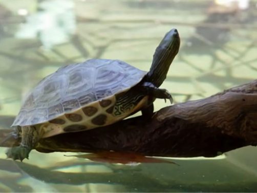 中华花龟身份信息