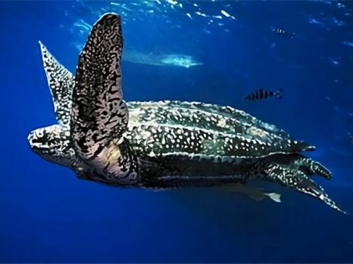 棱皮龟身份信息