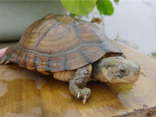 黄喉拟水龟身份信息