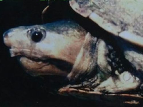 哥伦比亚泥龟身份信息