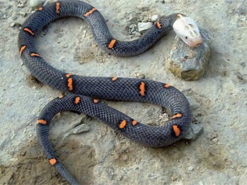 喜玛拉雅白头蛇身份信息