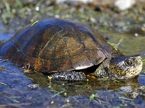 石纹水龟身份信息