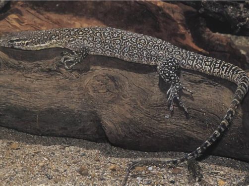 帝汶巨蜥身份信息