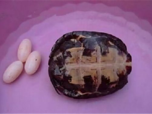 哈米顿氏龟身份信息