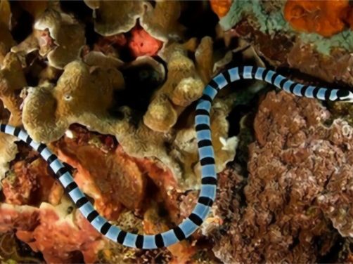 灰蓝扁尾海蛇身份信息