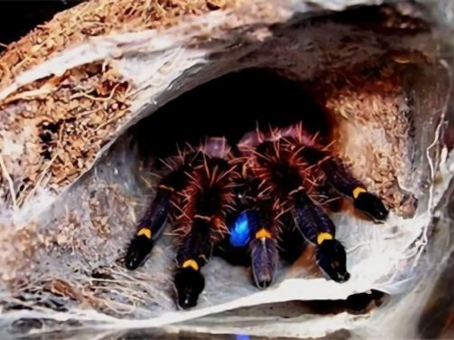 法属圭亚那蓝牙身份信息