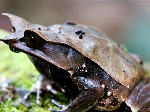 三角枯叶蛙身份信息