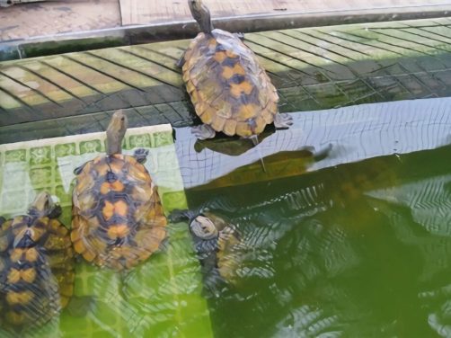 日本石龟身份信息