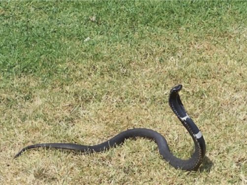 舟山眼镜蛇身份信息