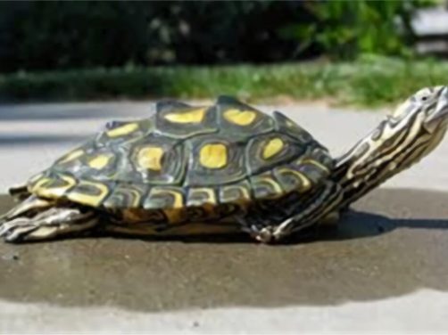 环纹地图龟身份信息