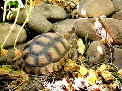 阿根廷象龟身份信息