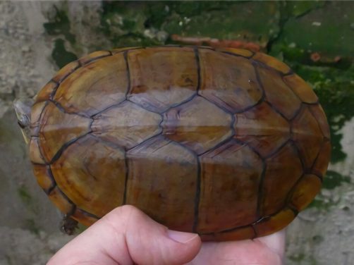 瓦哈卡泥龟身份信息