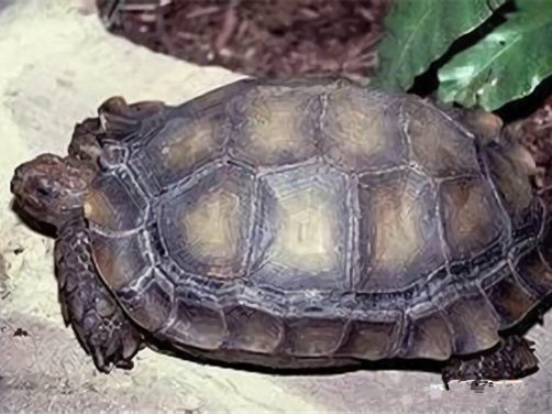 靴脚陆龟身份信息