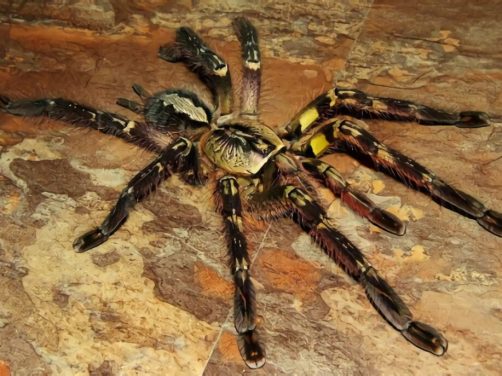 彼得逊华丽雨林蜘蛛身份信息