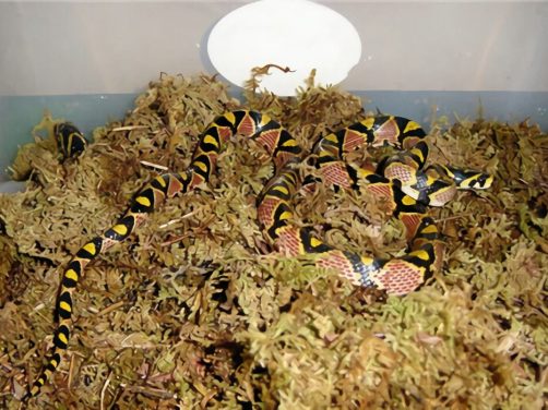 玉斑锦蛇身份信息