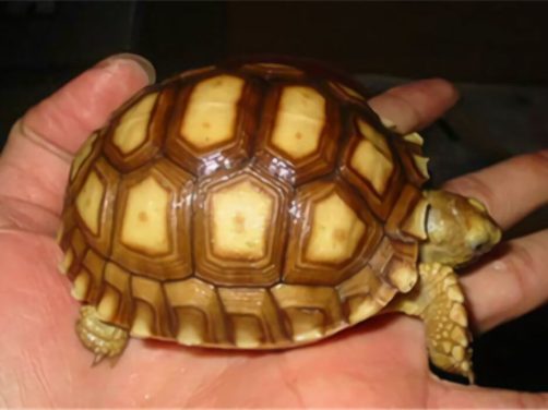 苏卡达象龟身份信息