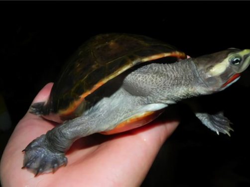 红腹短颈龟身份信息