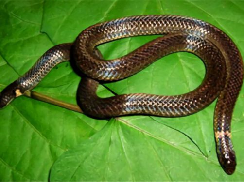 钝尾两头蛇身份信息