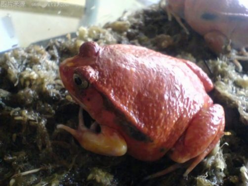 安东吉利红蛙身份信息