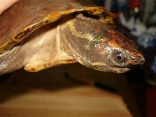 马来果龟身份信息