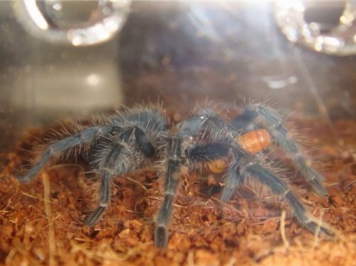 海地咖啡食鸟蜘蛛身份信息